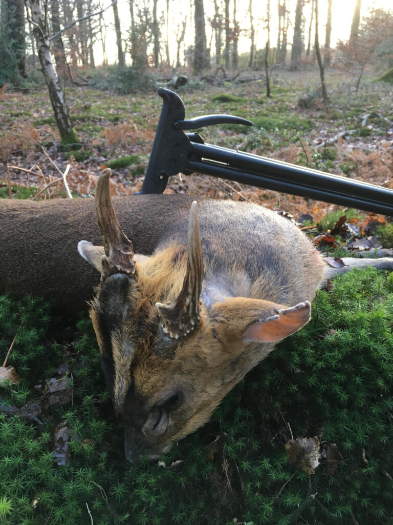 Muntjac stalking in England with quad sticks and a Single Leg
