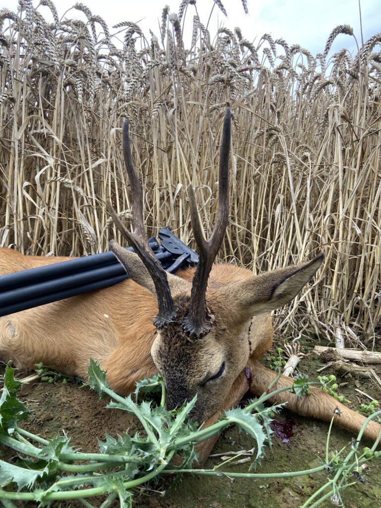 Tall-antlered second buck – England