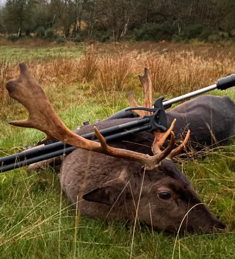 Dåhjort nedlagt med Viper-Flex skydestokke — County Mayo, Irland