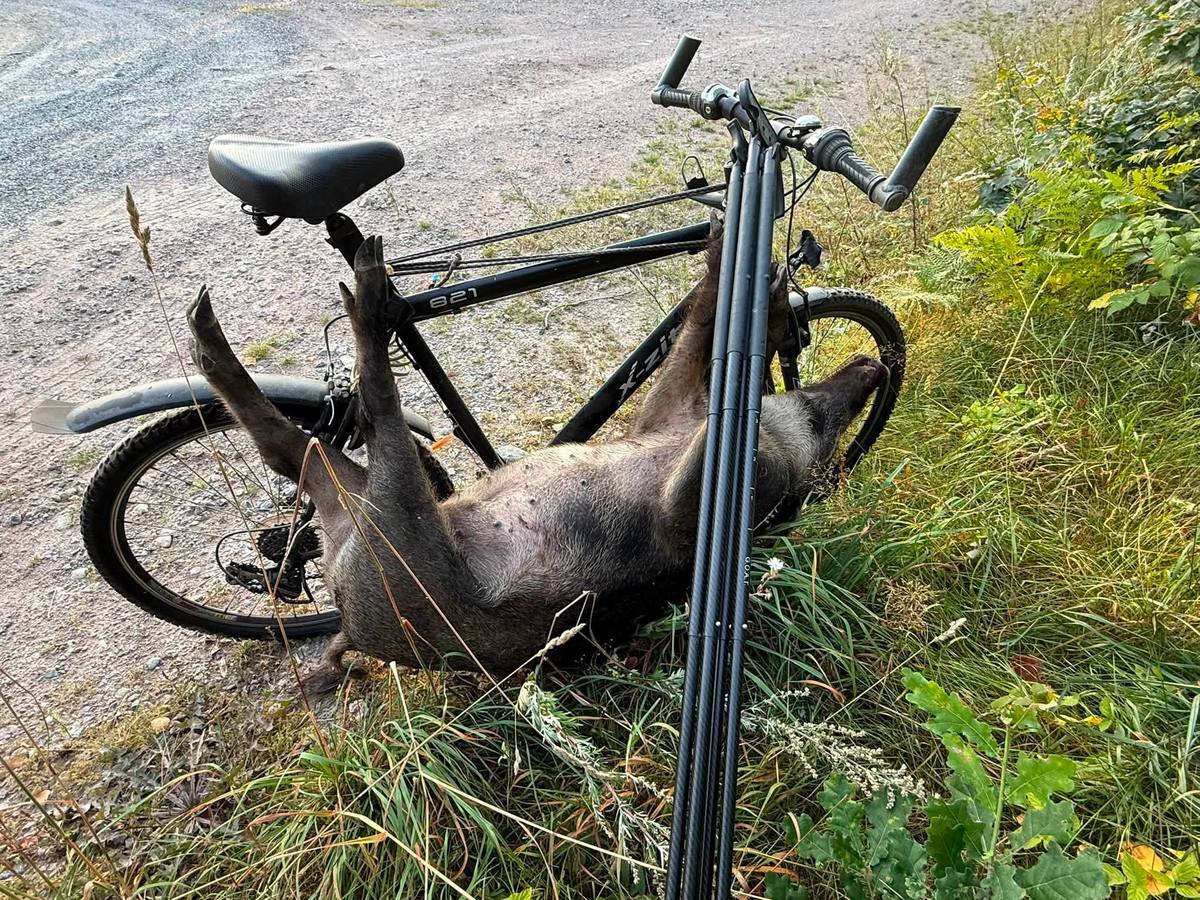 92-kilogram wild boar with 20 cm tusks, Sweden — taken from a Viper-Flex shooting sticks rest